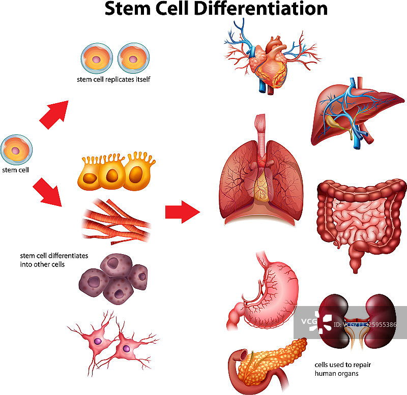 干细胞分化示意图